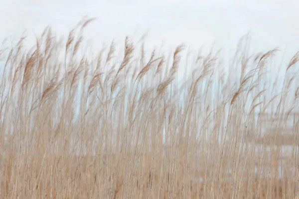 Swaying reed - Wandbild 13602 , an die Küste...