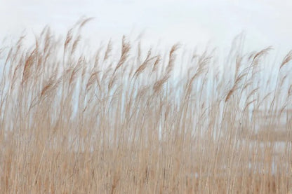Swaying reed - Wandbild 13602 , an die Küste...