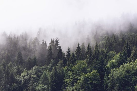 Misty fir forrest - Wandbild 16731 , tief Durchatmen...